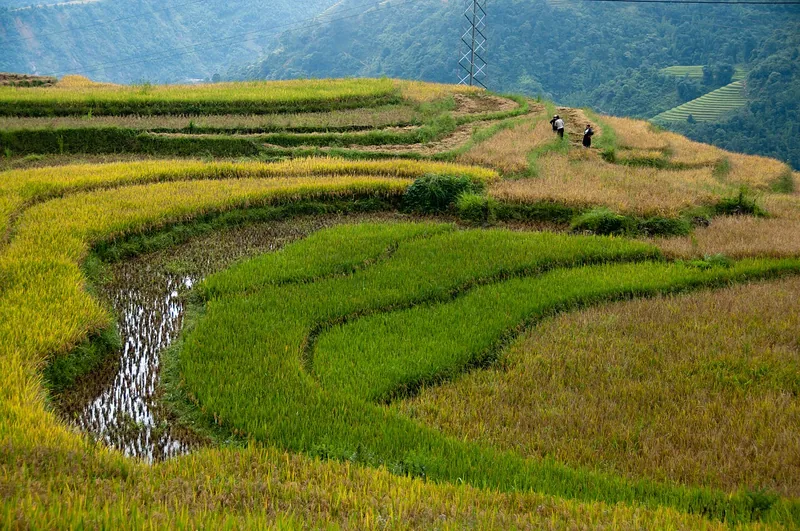 Ruộng bậc thang xanh ở Sa Pa